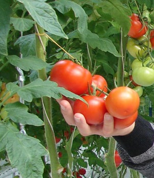 tomate new delhi.jpg